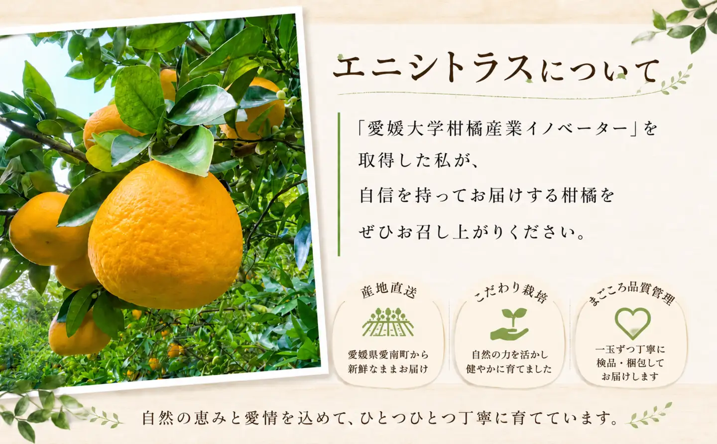 木成り 追熟 訳あり 愛南ゴールド 約10kg 柑橘 フルーツ 河内晩柑 果物 蜜柑 みかん くだもの mikan 家庭用 傷 不揃い 1年 サイズミックス かわち ばんかん かんきつ 和製 グレープフルーツ デザート 果実 果汁 甘い ジューシー おいしい 特産品 国産 農園 直送 産地 直送 資格 大学 イノベーター エニシトラス 愛媛県 愛南町 