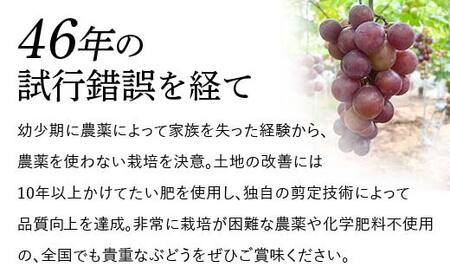 【先行予約】「冷凍ぶどう」200g フルーツ ぶどう 葡萄 ブドウ 山口県 山陽小野田市 ふるさと納税 F6L-1135