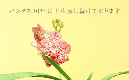 花 洋ラン バンダ 花付き株（花色お任せ） [ANGK002] 花