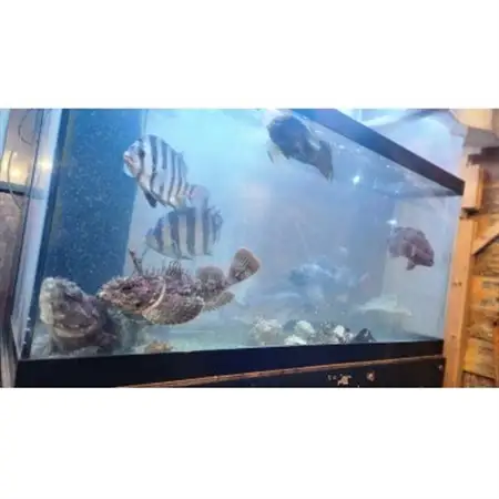 漁師料理酒場「名物のジャッパ汁」津軽海峡鮮魚店　ご飲食券　1,000円券×6枚(合計6,000円分)_旅行券・チケット 食事券  _【1588141】