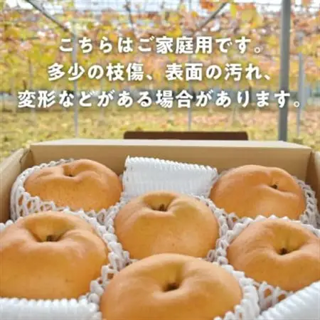 あたご梨 ご家庭用/約5kg (岡山県産) 愛宕梨好きにはたまらない満足便!【1566274】