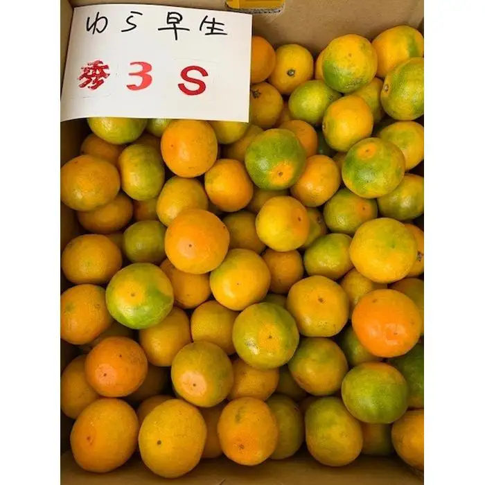 ゆら早生みかん 赤秀品 3Sサイズ 5kg
