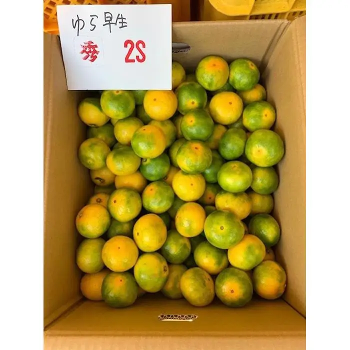 ゆら早生みかん 赤秀品 2Sサイズ 5kg