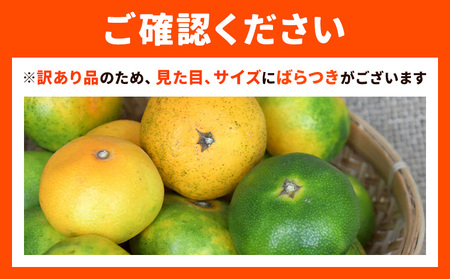 【先行予約】みかん 極早生みかん 夢っ子 10kg 