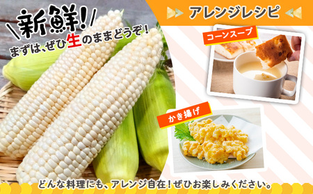 【2026年発送】北海道産 とうもろこし 有機 ピュアホワイトコーン 3kg L-LL オーガニック 旬 白い スイート コーン トウモロコシ お取り寄せ 産地直送 野菜 とうきび