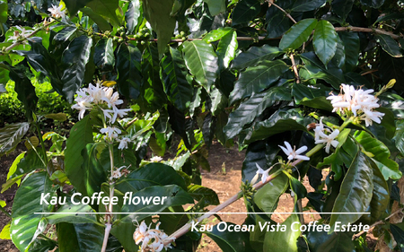 ハワイ カウコーヒー焙煎豆200g 0131-001-S06