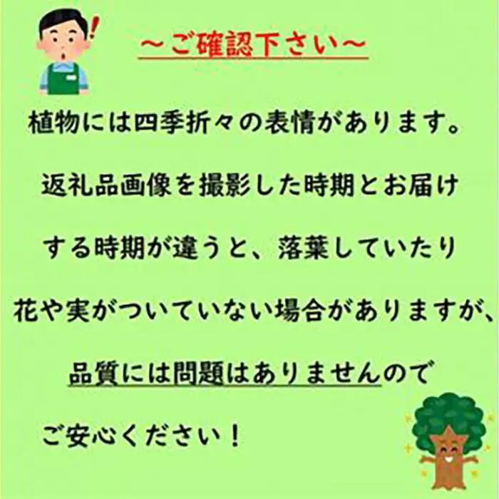 自宅で収穫 リスボンレモンの木  7号 オシャレな化粧鉢 (ガーデニング用)