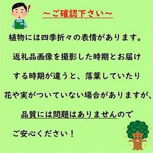 バナナの香りがする花!カラタネオガタマ(ポートワイン)  (ガーデニング用)