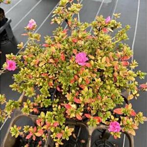 珍しい!年に2度咲くバラ咲きツツジ6号(18cm)鉢植え  (ガーデニング用)