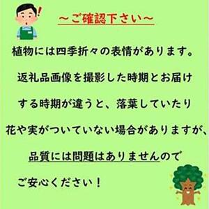 緑の力で地球を元気に!【プリペット】3本セット　15cmポット　生垣　目隠し　刈込に強い