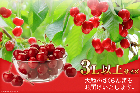 【期間限定発送】 さくらんぼ 置賜産 紅王 特秀 3L 以上 100g 3p 計300g [JA山形おきたま 山形県 高畠町 tk06ays870054]