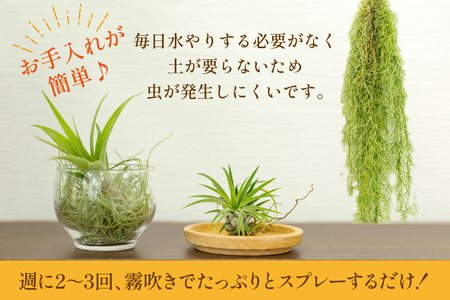 AI177 チランジア 3種 セット [長崎県 島原市]