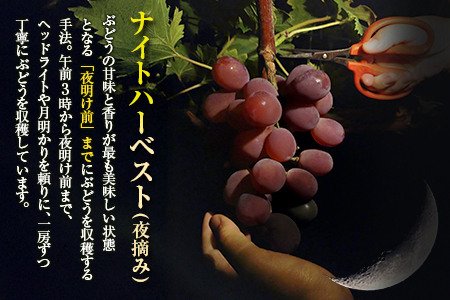 ［ご自宅・ご家庭用］ぶどう 2026年収穫・発送 ナイトハーベスト（夜摘み）種なし『ブラックオリンピア（一番星）』計800g以上 3房 人気 ブドウ フルーツ 果物【B646-26】