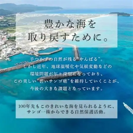 サンゴ株作り体験1名様(サンゴ証明書付き)【1588049】