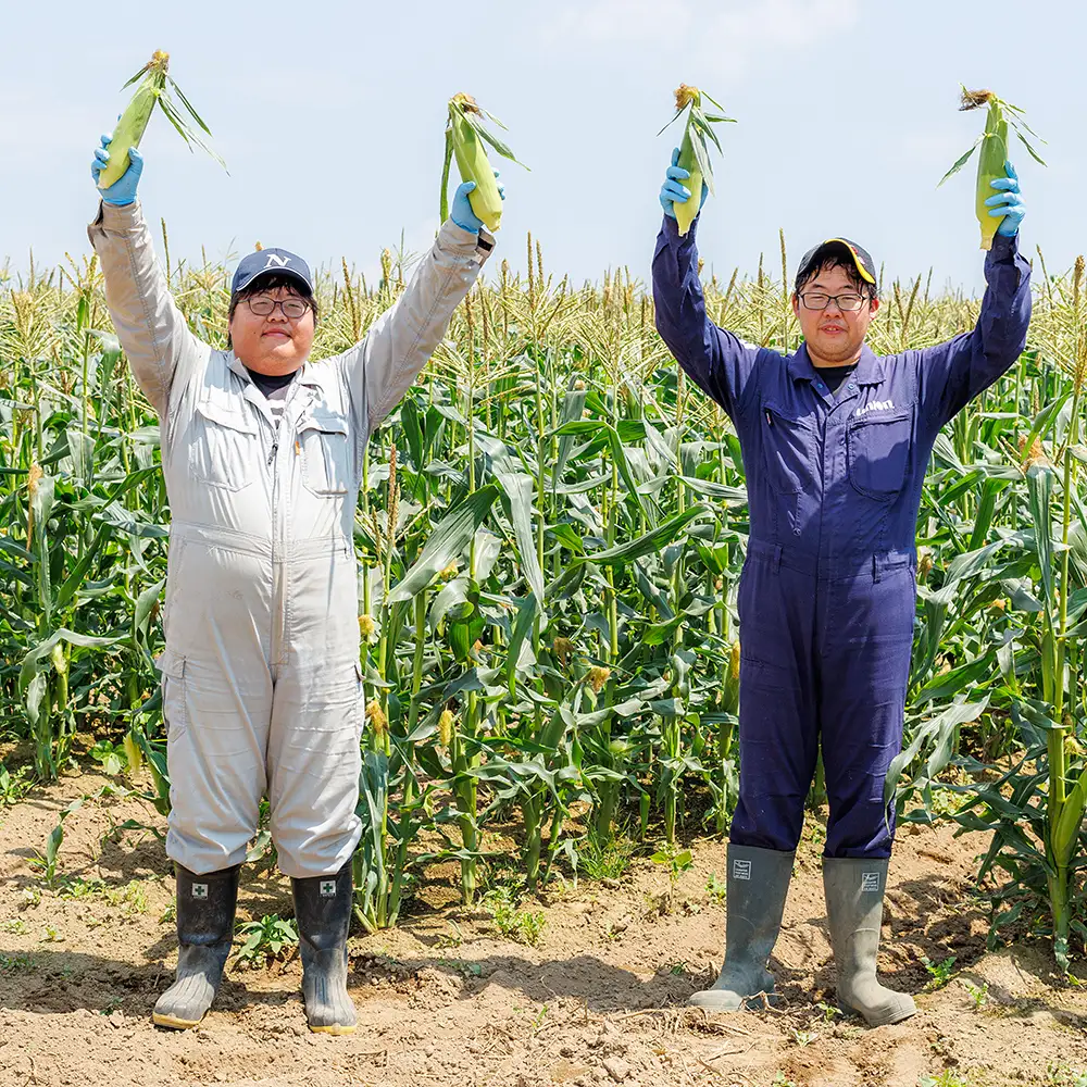 2026年産 先行予約 北海道産 ホワイトコーン 計10本 北海道 上士幌町 須田農場 野菜 白い スイートコーン とうもろこし トウモロコシ 産地直送 冷蔵便 ◆2026年08月配送予定