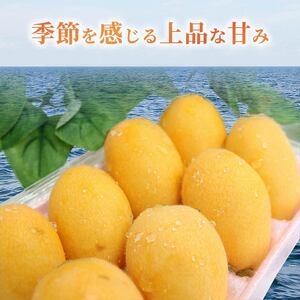 【先行予約】 びわ 12～20玉 【訳あり】 びわ rk036