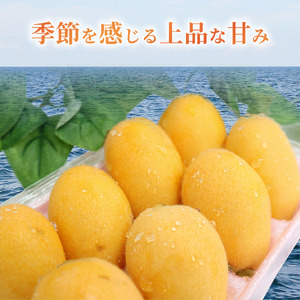 【先行予約】 びわ 12～16玉 【ブランド枇杷】 びわ rk038