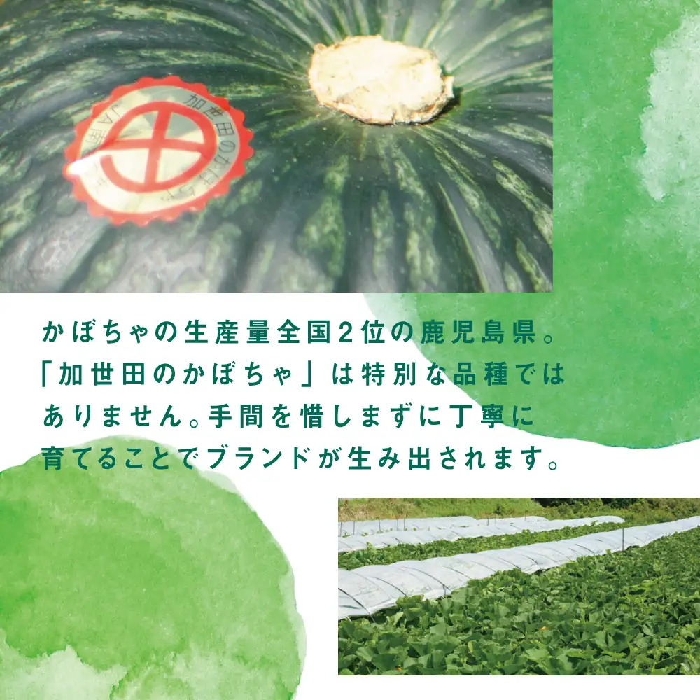 ◆5月～7月出荷◆【かごしまブランド】加世田のかぼちゃ 4個 ［春出荷］ 野菜 カボチャ 常温 鹿児島県産 JA 南さつま市