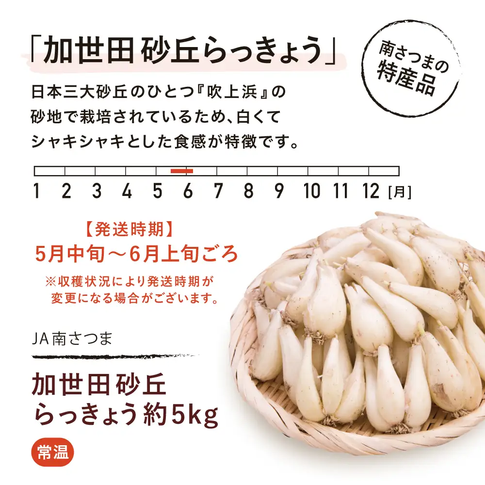 ◆5月中旬発送開始◆【鹿児島県南さつま市産】加世田砂丘らっきょう 約5kg ラッキョウ サラダ 天ぷら かき揚げ 酢味噌 特産品 野菜 旬 期間限定 JA 南さつま市
