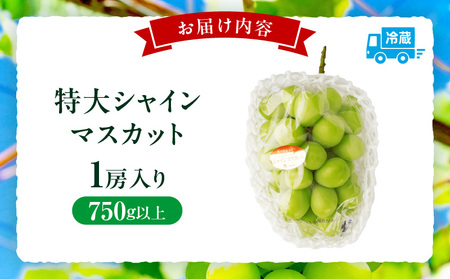 【先行受付】特大シャインマスカット1房 約750g |マスカット ぶどう ブドウ 葡萄 果物 フルーツ 人気 香川 香川県 三木町 特大 大房 大粒 厳選 種なし 皮ごと食べられる ジューシー 糖度が高い 先行受付 先行予約 季節限定 旬 おすすめ |_mk006-018