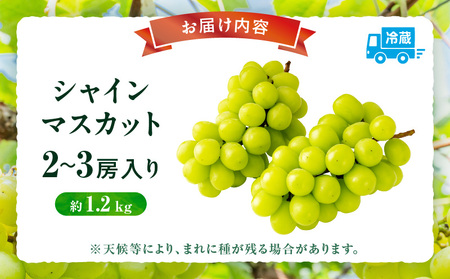 【先行受付】シャインマスカット 2～3房入り(約1.2kg) | マスカット ぶどう ブドウ 葡萄 果物 フルーツ 人気 香川 香川県 三木町 種なし 皮ごと食べられる ジューシー 旬 おすすめ |_mk006-034