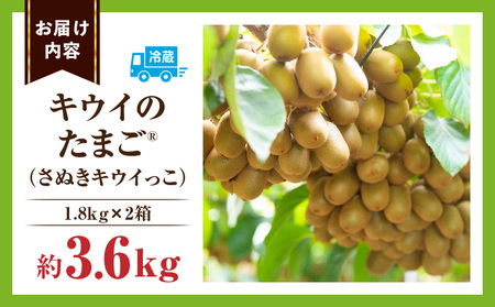 キウイフルーツ【キウイのたまごR】(キウイっこ)　約1.8kg×2箱 | キウイ フルーツ 果物 旬 旬の果物 キウイフルーツ デザート 生鮮食品 贈り物 贈答 お裾分け おすすめ 人気 ギフト グルメ 特産品 果肉 季節 季節の果物 香川県 三木町 |_mk165-009