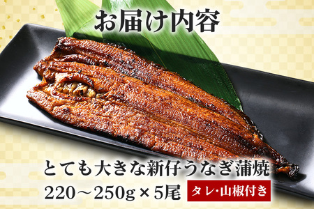 超特大!やわらか 国内産うなぎ蒲焼 220～250g 5尾 計1,100g以上 肉厚ジューシー ふっくら柔らか ブランド鰻使用 秘伝のタレ・山椒付き 湯煎で簡単調理 うな丼 うな重 贈答用 ギフト 冷蔵配送 国産 茨城県 潮来市 (A23-007)