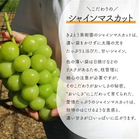 【発送月固定定期便】おかやまフルーツ便! 桃とシャインマスカットどっちも食べたい!(岡山県産)全2回【配送不可地域：離島・北海道・沖縄県】【4065365】