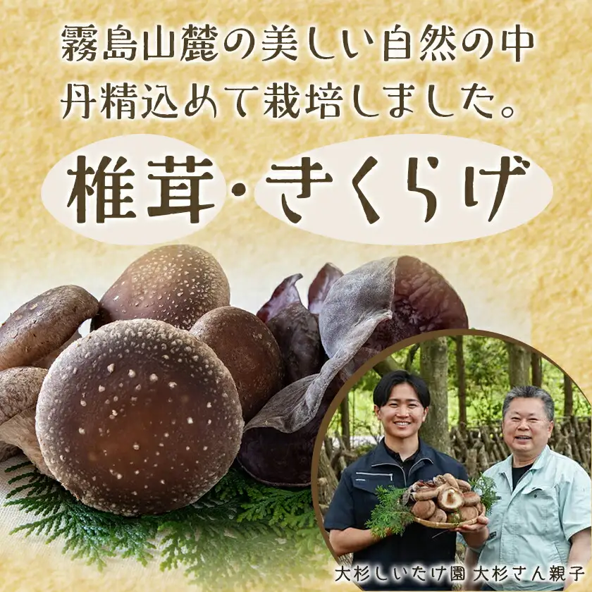 香り立つ!!「きのこ餃子」120個〔16-8701〕_(都城市) ギョウザ 12個入り 10パック 無農薬栽培 椎茸 きくらげ 都城産ブランド豚 きなこ豚 きゃべつ ニラ ニンニク使用 ヘルシー餃子 大杉しいたけ園
