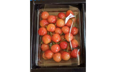 さくらんぼ 佐藤錦 紅秀峰 紅てまり どれか1品種 500g Lサイズ ＜有我果樹園＞ F7X-0227