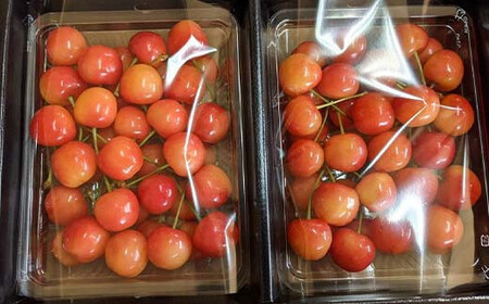 さくらんぼ 佐藤錦 紅秀峰 紅てまり どれか1品種 約700g L～2Lサイズ 贈答用 ＜有我果樹園＞ F7X-0228
