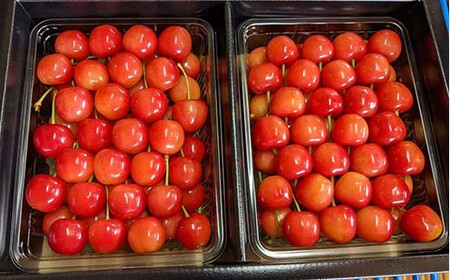 さくらんぼ 佐藤錦 紅秀峰 紅てまりのどれか1品種 1kg 2Lサイズ 贈答用 ＜有我果樹園＞ F7X-0230