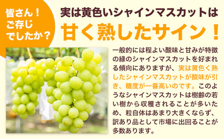 シャインマスカット 訳あり 約650g