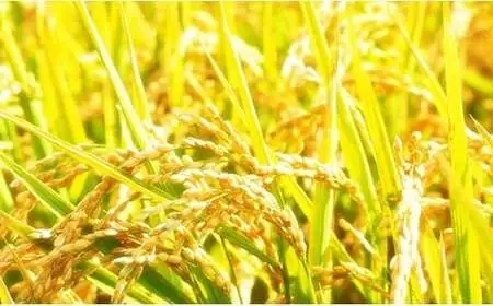 B5-7K041新潟県長岡産コシヒカリ「金匠　極」2kg×2袋（計4kg）