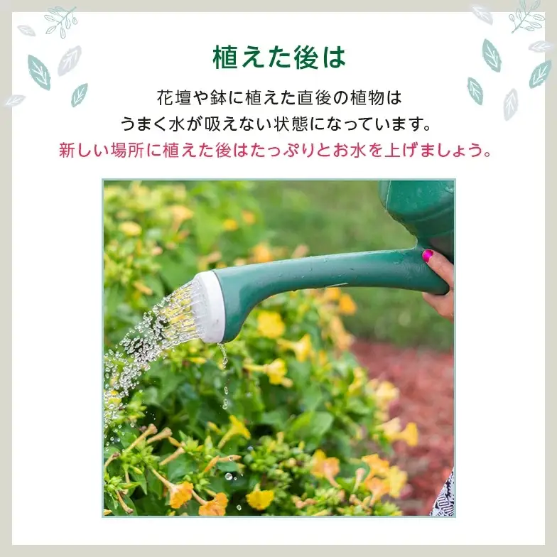 季節の花苗24セット【花苗 花苗セット 花 季節の花 花セット ガーデニング 家庭菜園 園芸 初夏 夏 花壇 庭 鉢 玄関 プランター 寄せ植え おうち時間 趣味 ベランダ 土っ子倶楽部 プレゼント ギフト 】【価格改定】