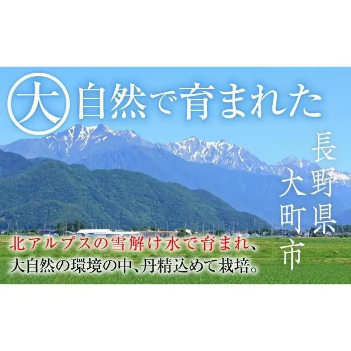 【先行予約】2026　ナガノパープル　粒つぶパックマン2パック　約1kg弱　長野県産  【10月初旬頃～順次発送予定】国際特許有機肥料栽培
