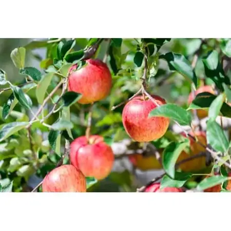 【2026年9月発送予定】平均糖度12度以上! 葉とらずサンつがる 約3kg おもてなし用 クール便_果物・フルーツ りんご  リンゴ 林檎_【配送不可地域：離島・沖縄県】【1606598】