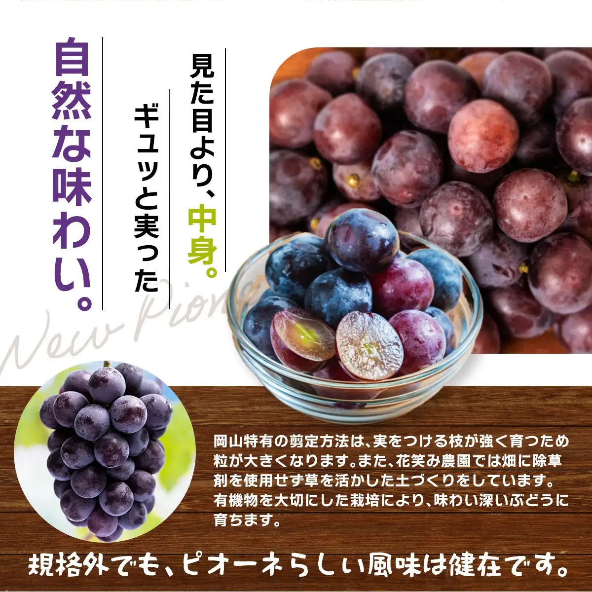 訳あり ニューピオーネ 1kg 花笑み農園 ぶどう ピオーネ 9月上旬から順次出荷 【hana033-02】