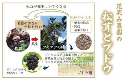 【2026年先行予約】花笑み農園　岡山の訳あり『松茸』100g 【hana078-02】