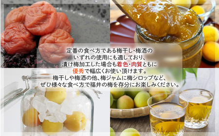 【先行予約】【福井特産】福井梅（福太夫）青梅 3kg（L～2L サイズ）【2026年6月以降順次発送】梅 福井梅 生梅 青梅 完熟梅 梅干し 梅酒 梅干 梅シロップ 梅ジャム 梅ジュース 果物 梅肉 ウメ うめ  [m74-a001]