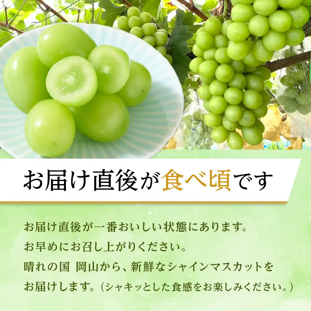 ぶどう 2026年 シャインマスカット 1房（約750g） 葡萄 岡山市 産 フルーツ 果物 ギフト タンポポ農園 | シャインマスカット