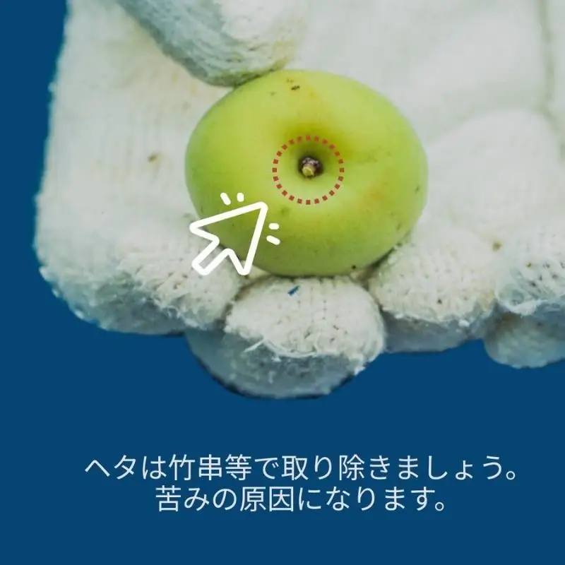 ［先行予約］樹上南高梅の青梅 2L 約2kg 追熟用 梅ボーイズ 紀州南高梅 5月下旬～6月下旬頃に順次発送予定 A-093a【umehkr016A】