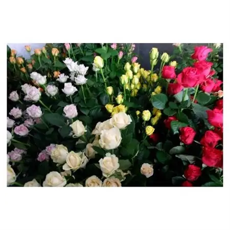 【バラ専門生産者直送】バラの花束(色とりどり26～28本)【クール便】【配送不可地域：離島・沖縄県】【1607415】