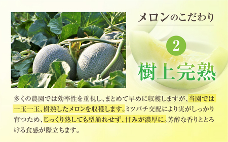 【先行予約】青木さんちのメロン キャサリン夏紀 メロン