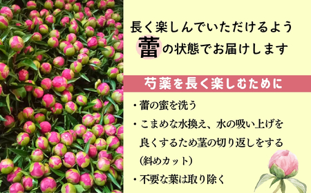 【先行予約】芍薬 切花 おまかせ2〜3品種 6〜8本セット《出荷時期：2026年5月中旬頃〜》太田農園  (Cb-001)