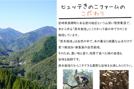 【有機JAS認証】 しいたけ 乾燥 極上 原木 干し 椎茸 どんこプレミアム 30g [HUTTE 宮崎県 美郷町 31ao0023]