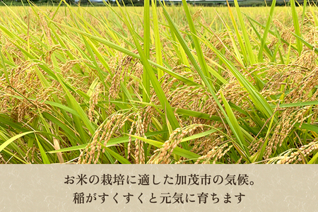 【令和8年産新米先行予約】【定期便3回10月・2月・6月にお届け】産コシヒカリ 精米10kg（5kg×2袋） 《10月上旬～順次出荷》