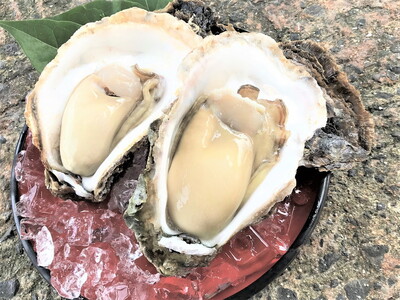 能登産 岩牡蠣（2.5kgセット／8～10個入）専用ナイフ 片手用軍手付 加熱用 |  魚介類 訳あり 生活応援価格 ご家庭用  冷蔵配送 石川県 七尾市 ※2026年6月下旬～8月上旬頃に順次発送予定