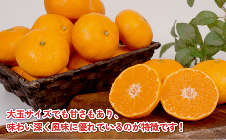 【11/20～12/20発送予定】 みかん 訳あり 完熟 大玉みかん 10kg 杉本屋 B010-143017