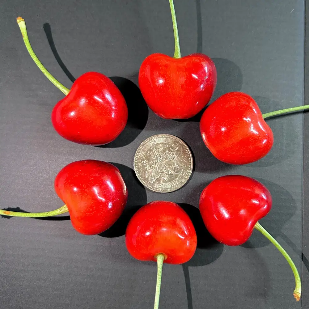 さくらんぼ（やまがた紅王）２００ｇ　３Ｌ以上　秀品　0079-2608